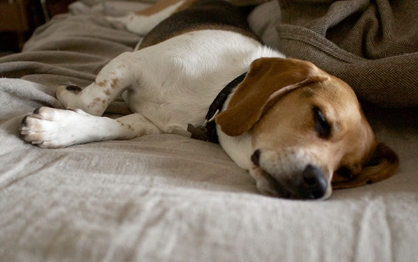 dog sleeping on linen sheets