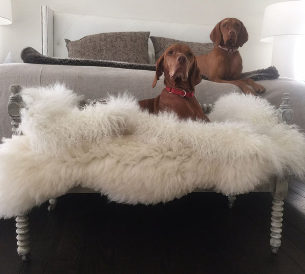 two dogs looking very alert, resting on a lambkin and linen clad bed