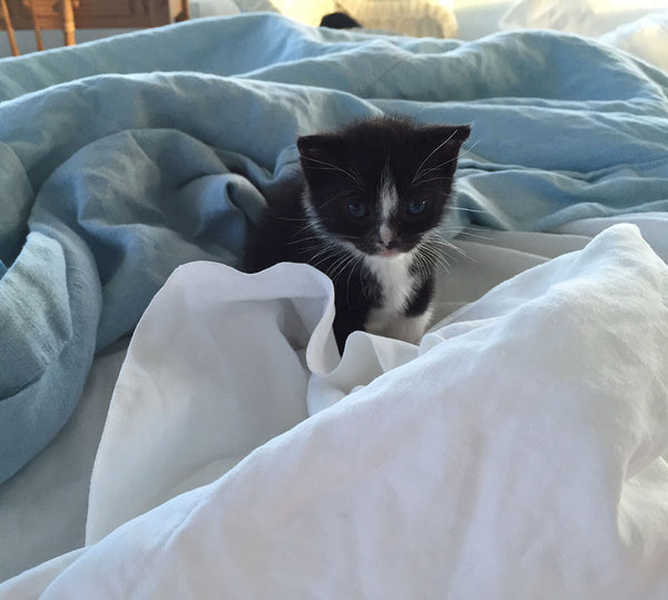 tuxedo kitten sitting in blue and white linens