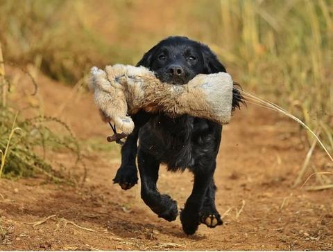 gundog training - black puppy on dry land