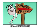 how-are-sperm-made