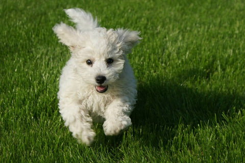 Bichon Medium Energy Dog