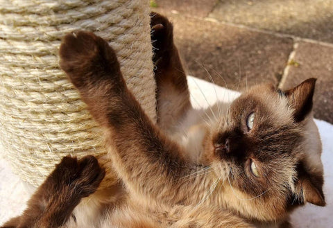 Training a Cat with a Scratching Post