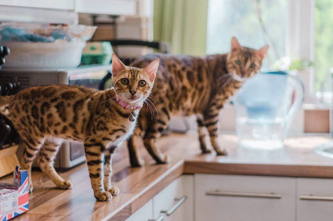 Cats jumping on counters