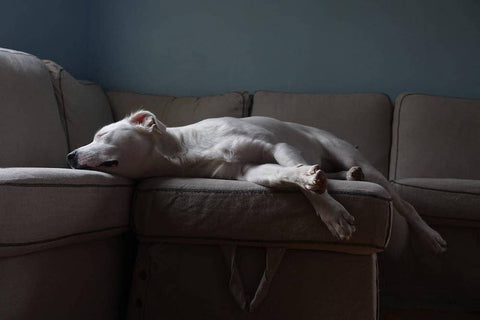 Dog keeping cool inside