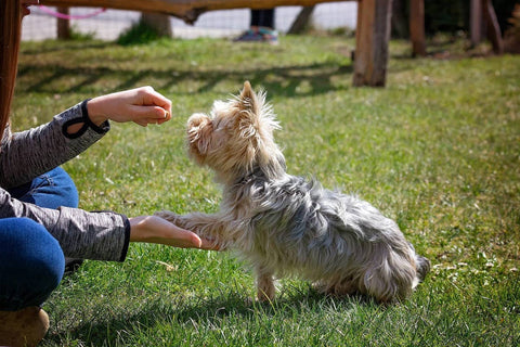 Dog training tips