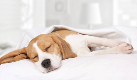 Dog sleeping excessively from anxiety or stress