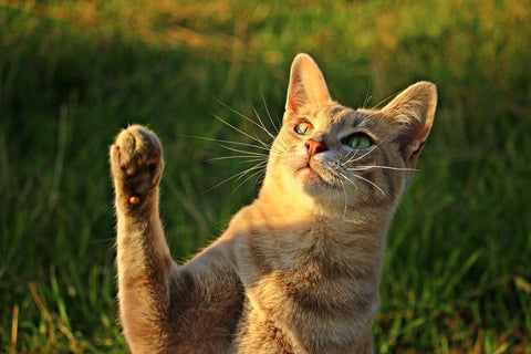 Train a cat to high five