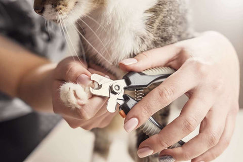 When To Trim A Cat's Claws