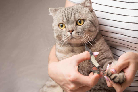 When to trim a cats nails