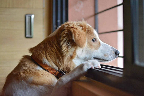 Prevent window sill scratches from dogs