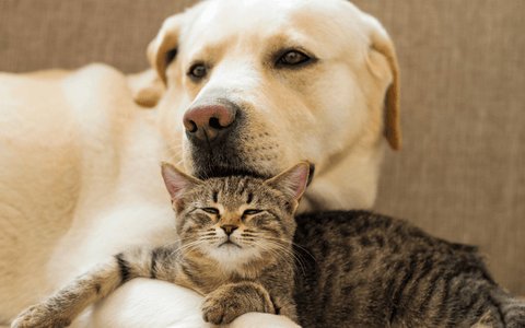 Dog and cat family