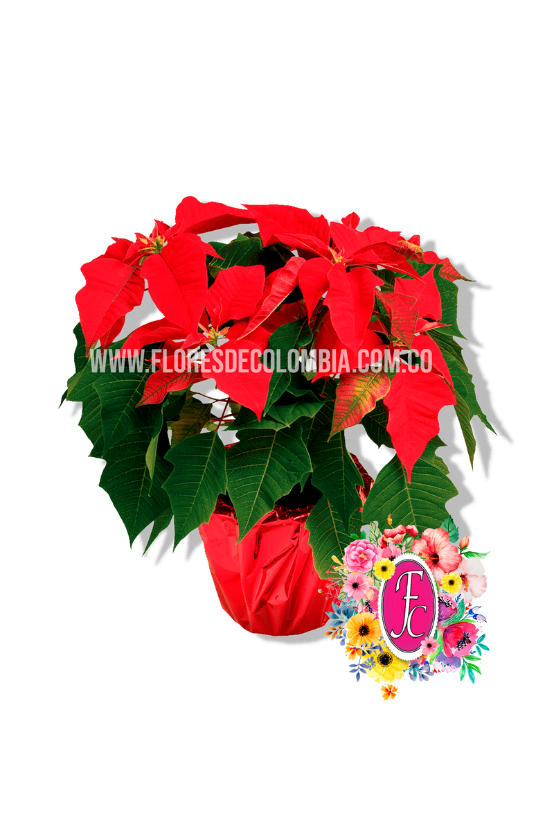 Planta Nochebuena – Flores de Colombia