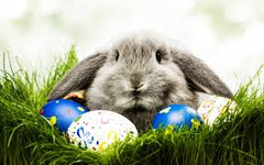 Bunny in grass with eggs