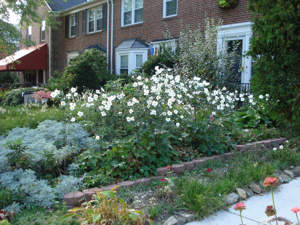 Anemone hybrida Honorine Jobert' White Anemone – Earthly Pursuits, Inc.