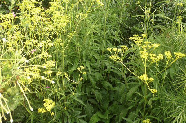 Patrinia scabiosifolia Patrinia – Earthly Pursuits, Inc.