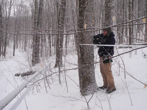 Tapping a tree