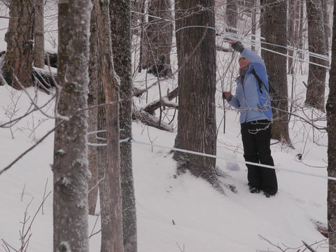 Tapping a tree