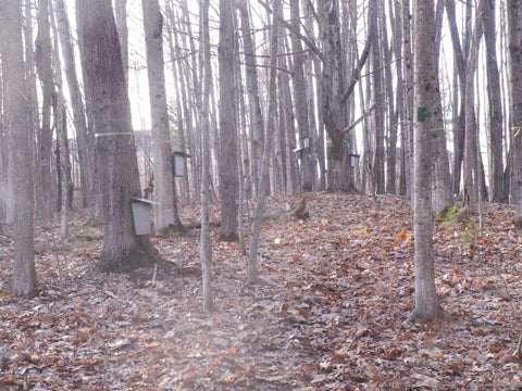 Buckets on trees