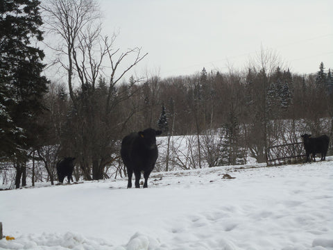 Cows in snowy pasture