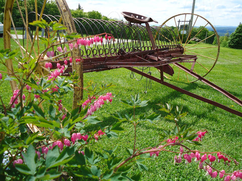 Flowers in an old hay rake