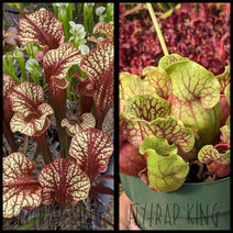 Sarracenia 'Dragon Queen' x purpurea ssp venosa 