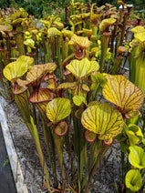 Sarracenia flava var. ornata pitcher plant Nav Image 2