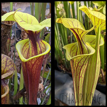 Sarracenia flava var. rubricorpora “Vigorous” x flava var. ornata “Phil’s clone” seeds Nav Image 1