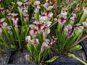 Sarracenia 'Lunchbox' Pitcher Plant Nav Image 2