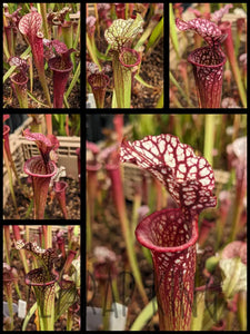 Sarracenia “Toilet Trish” x ‘Super Heavy Veins’ pitcher plant