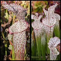 Sarracenia “Wilkerson’s Red F2” x ‘Wilkerson’s Red Rocket’ seeds Nav Image 1