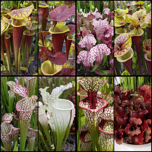 Sarracenia 'Adrian Slack' x 'Hurricane Creek White' 