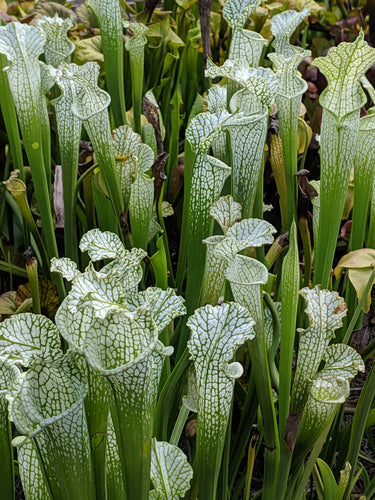 Sarracenia 'Adrian Slack' x 'Hurricane Creek White' 