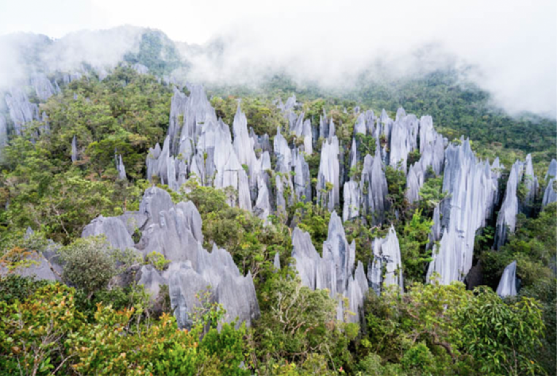 Mulu National Park Accommodation : How to Hike Unique Pinnacles at Mulu