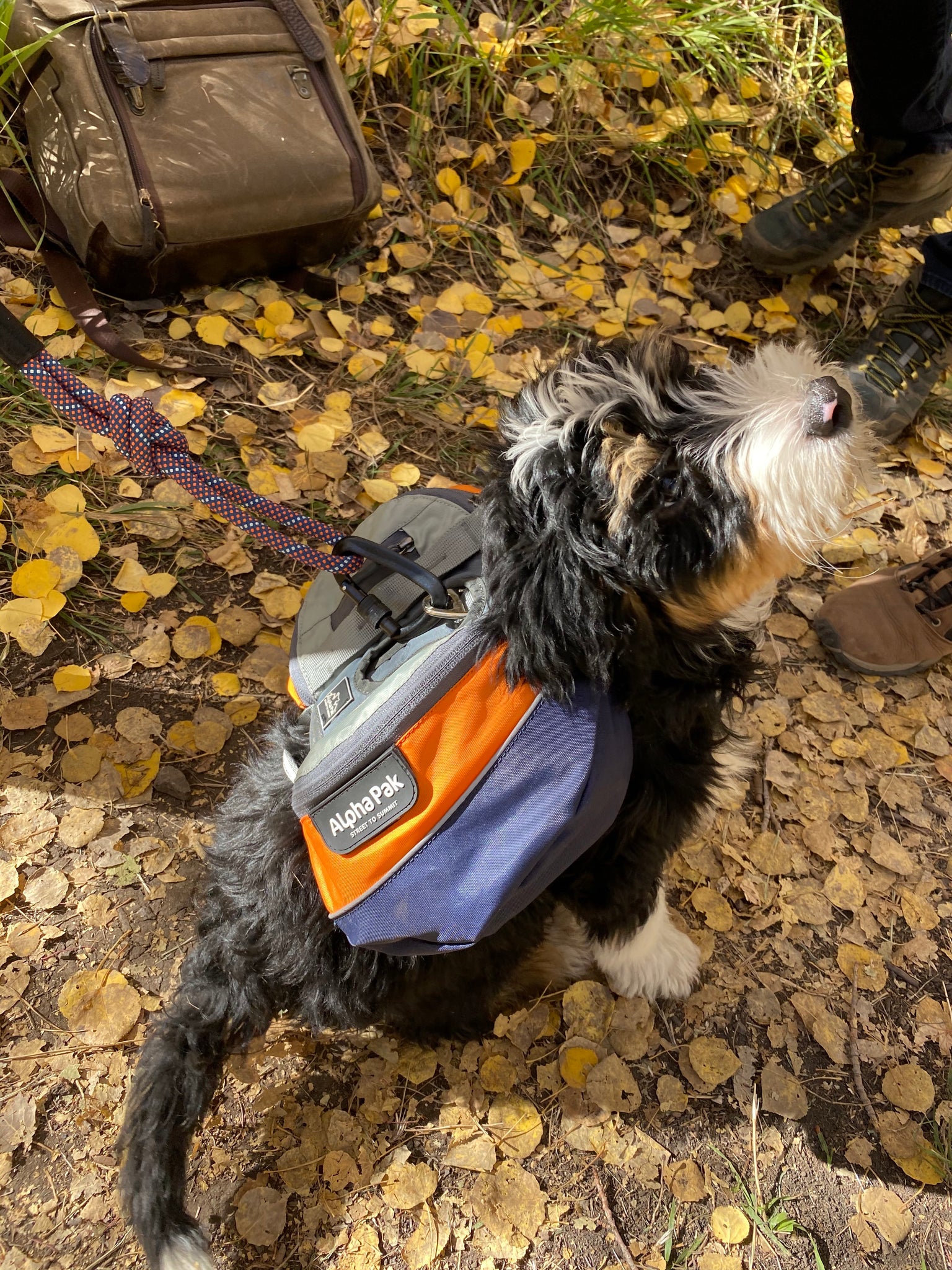 Alpha Pak ドッグパックを着た Bernedoodle の子犬