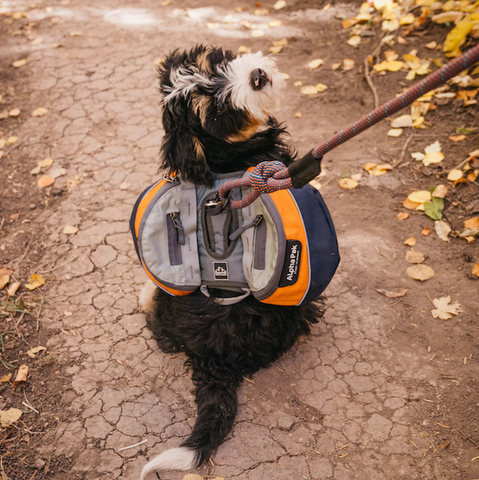 Alpha Pak Adventurer 2-Piece Dog Pack With EZ Latch Harness
