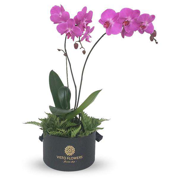 Caja de Doble Orquídea Lila RN – Visto Flowers | Envio de Flores