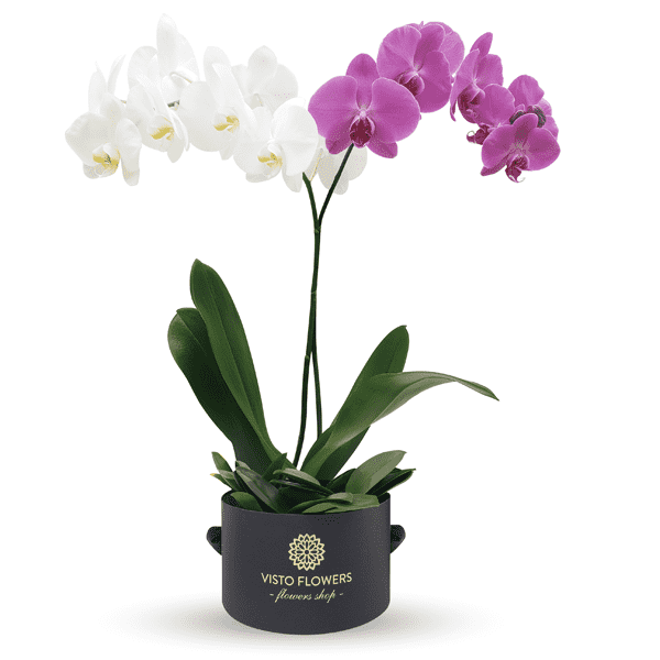 Orquídeas Combinadas RN – Visto Flowers | Envio de Flores