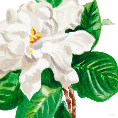 Gardenia Botanical Watercolor Art Print – Michelle Mospens