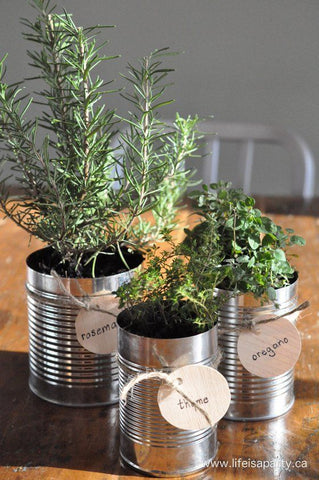 plantas em latas