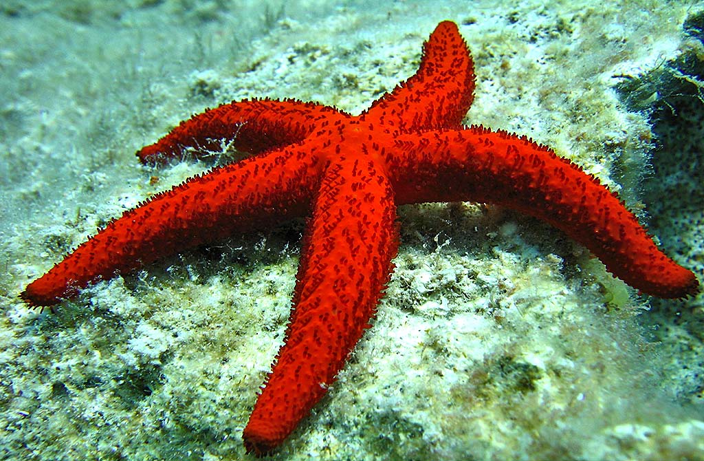 starfish 001