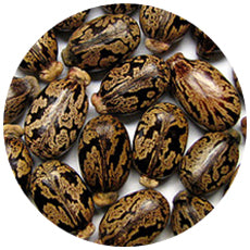 black castor oil seeds