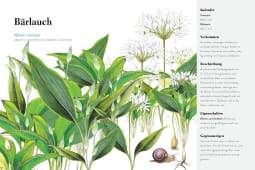 Knesebeck – Buch DER WILDKRÄUTERSAMMLER - Essbare Pflanzen am Wegesrand - WILDHOOD store
