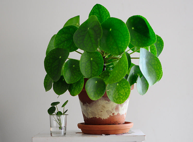 Caring For The Pilea Peperomioides The Best Tips From A Plant Lover - pilea plant