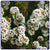 Fragonia