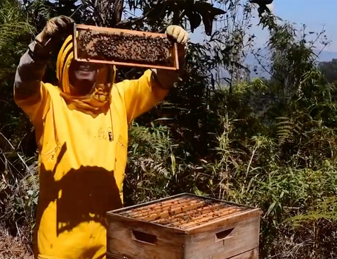 luna-de-miel- abejas