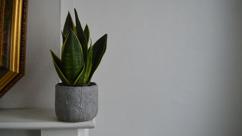 The Top Indoor Plants to Elevate Your Living Room Decor A Guide to the Most Popular and Easy-to-Maintain Houseplants-Picture 2-Furniture Stop.Co.Uk