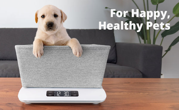 Dog On Weighing Scale Royalty-Free Images, Stock Photos & Pictures