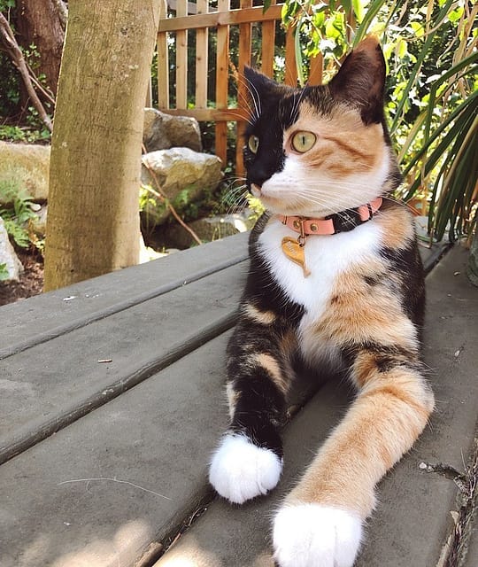 Ivory Luxury Leather Cat Collar