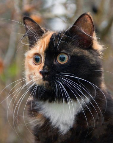 half black and half orange cat